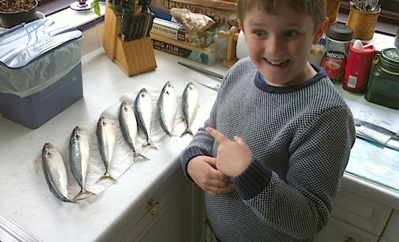 Seven mackerel today:-)